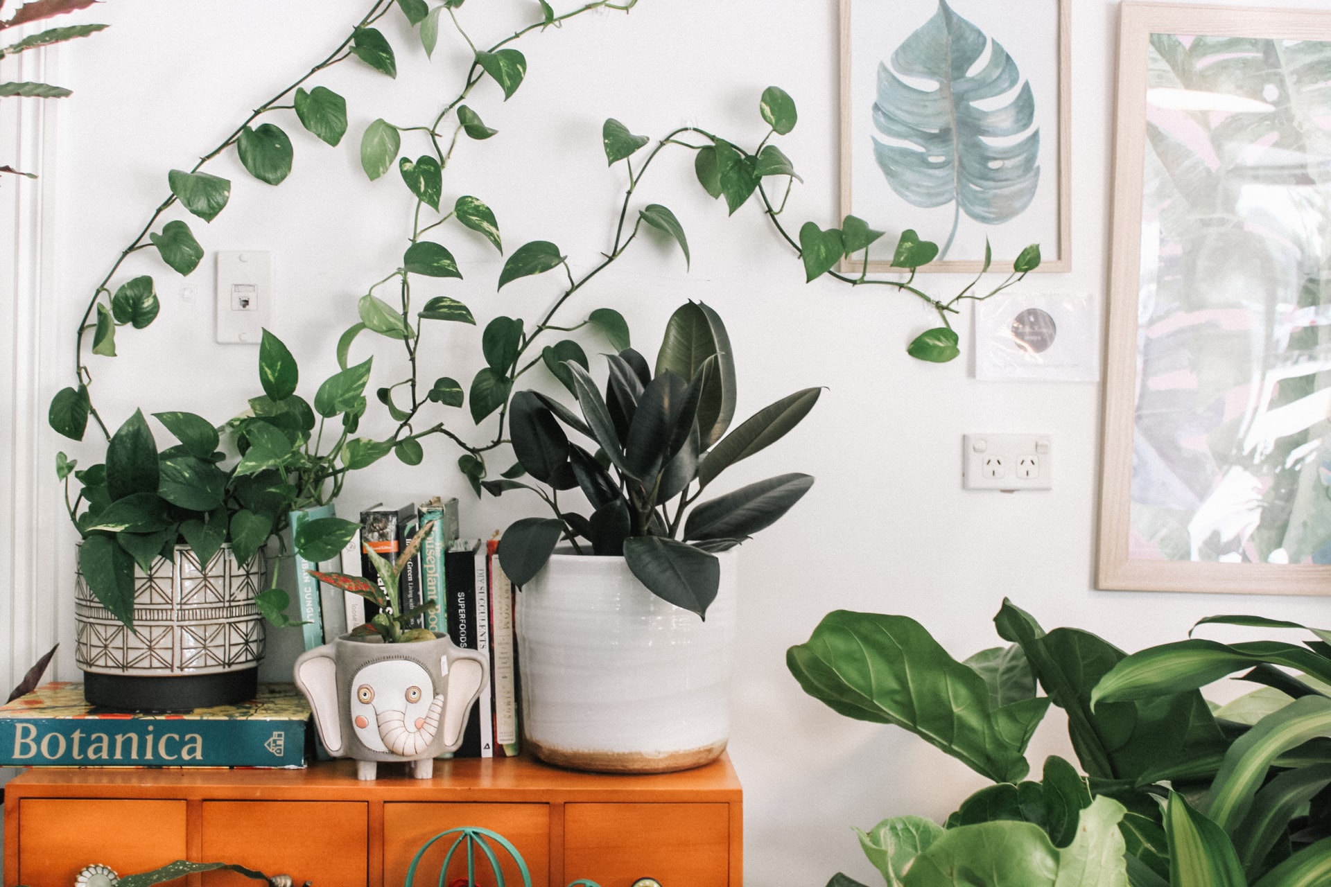 5 redenen waarom je planten aan je woning moet toevoegen